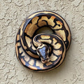 Ball Python Metal Wall Art – 2D UV Printed Aluminum Reptile Decor