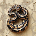 Realistic Python Snake Metal Wall Art – 2D UV Printed Aluminum Reptile Decor